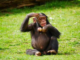 Bébé chimpanzé
