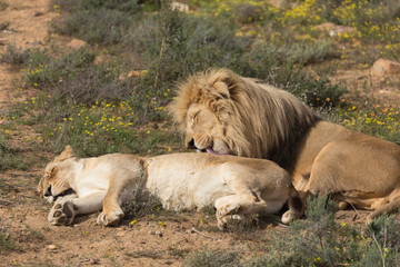 Fototapeta na wymiar lion and lioness