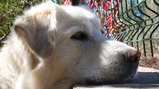 dog akbaş anotolian dog