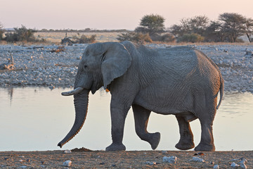 Fototapeta na wymiar Afrikanischer Elefant (loxodonta africana) am Wasserloch Okaukuejo im Etosha Nationalpark in Namibia