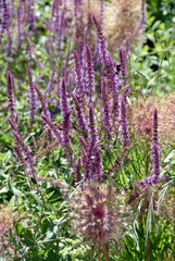 Obraz premium Massif de fleurs mauves et roses, ville de Vendôme, département du Loir-et-Cher, France