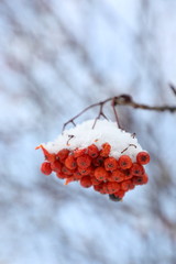 雪をかぶったナナカマドの実