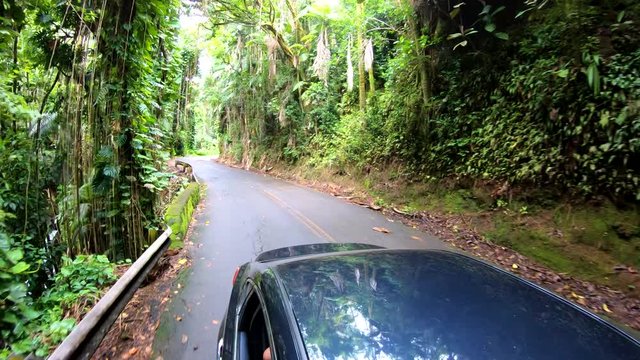 Reverse angle of car driving through thick jungle on Hawaii's Big Island 4K