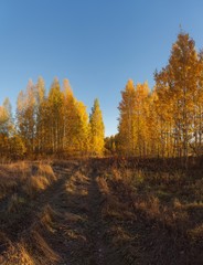 Road in autumn forest