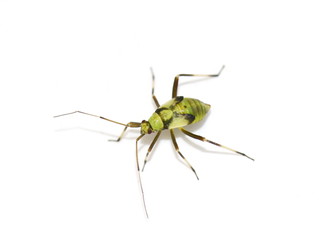 Common green capsid nymph Lygocoris pabulinus isolated on white background