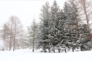 北国の冬・雪の積もる風景