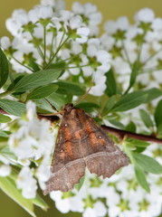 The colorful noctuidae herald moth Scoliopteryx libatrix sitting on a flower