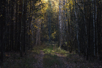 The road in the autumn gloomy forest