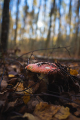 Fly agaric in leaves close-up in autumn