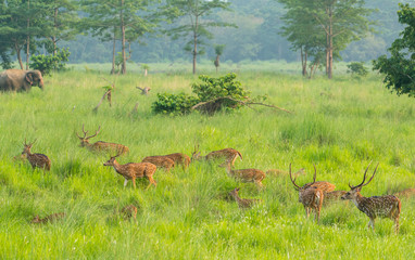 Sika or spotted deers herd in the elephant grass