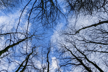 Winterwald ohne Schnee