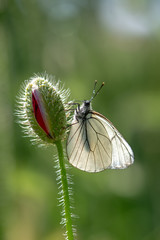 Pieridae / Alıç Kelebeği / Black-veined White / Aporia crataegi
