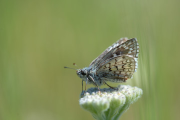 Hesperiidae / Sarı Bantlı Zıpzıp / / Pyrgus sidae