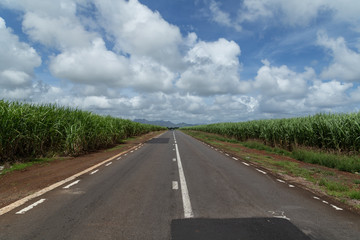 long road going through cane field