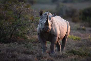 Zelfklevend Fotobehang Black Rhino © Ruan