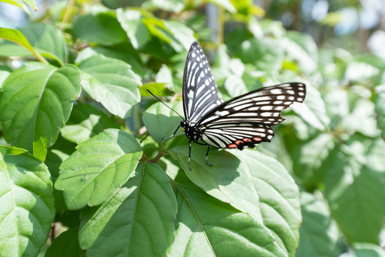 外来生物images Browse 346 Stock Photos Vectors And Video Adobe Stock