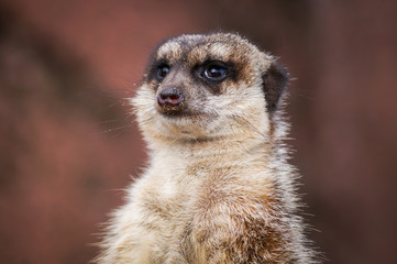 Fototapeta premium Niedliches Erdmännchen