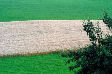 Weizenfeld