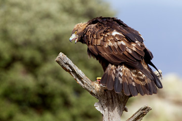 Adult male of Golden eagle. Aquila chrysaetos