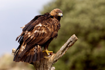 Adult male of Golden eagle. Aquila chrysaetos