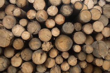 Wood logs pile view, lumber wood industry