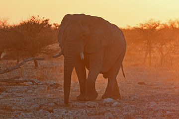 Fototapeta na wymiar Elefantenbulle (loxodonta africana) kommt im Sonnenuntergang an das Wasserloch Okaukuejo im Etosha Nationalpark (Namibia)