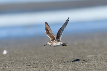 キアシシギ飛翔(Grey-tailed Tattler)