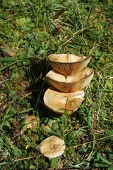 Lactarius