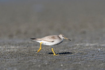 キアシシギ(Tringa brevipes)