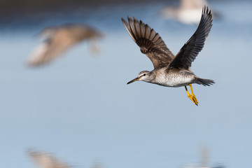 キアシシギ飛翔(Grey-tailed Tattler)