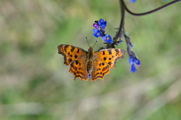 Nymphalidae / Yırtık Pırtık / / Polygonia c-album
