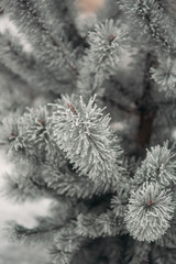 The branches of a Christmas tree in the snow