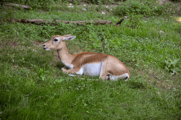 Fawn isolated