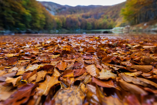 Foliage at the Monte Acuto lake, national park of Appennino Tosco Emiliano, Italy