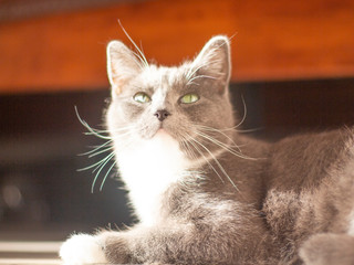 grey cat lying on the floor in the sun