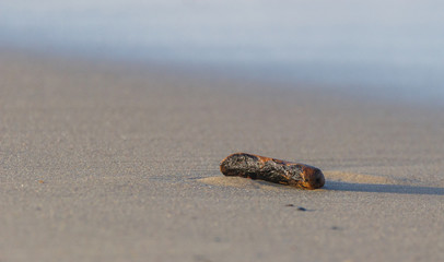 Strandgut mit langem Schatten