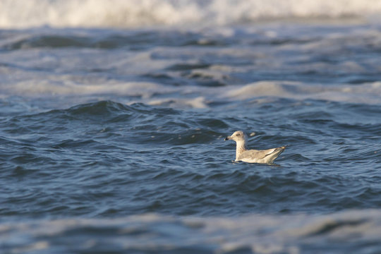 Schwimmende M&ouml;we 