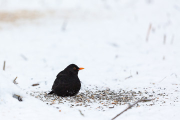 Blackbird sits among the seeds in the snow