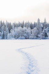 Cold winter landscape with trails in the snow on the way to the forest