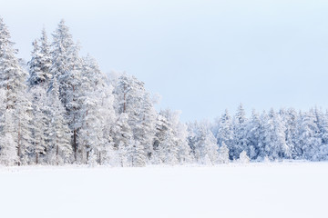 Landscape  view at a coniferous forest with new snow