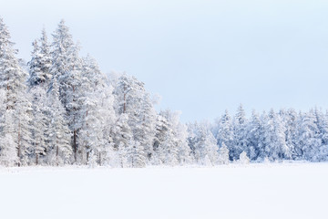 Landscape  view at a coniferous forest with new snow