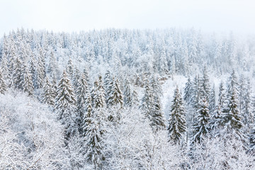 View of a forest in the winter with snow and frost