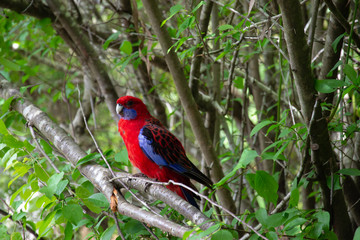 Crimson Rosella on branch
