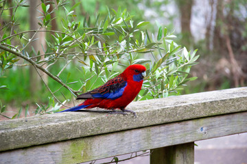 Crimson Rosella on branch