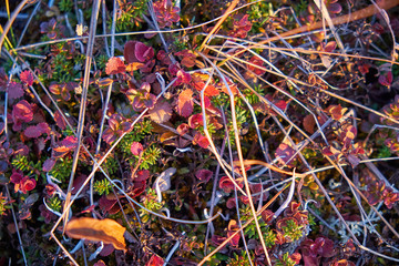 Tundra of the Kamchatka