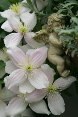 クレマチス・エリザベスと天使