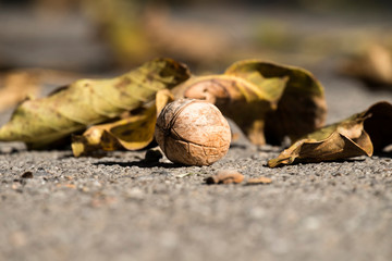 Walnut lies on the ground among the fallen leaves