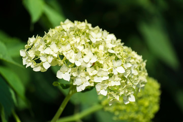 White inflorescence of smooth hydrangea (Hydrangea arborescens)
