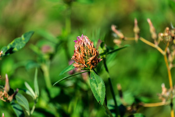 Withered clover flower on lush green nature background