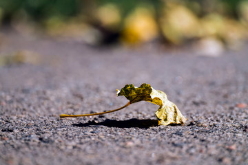 Withered yellowed poplar leaf lies on the ground